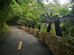 -广东茂名森林公园