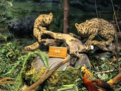 -陕西自然博物馆