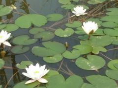 -武清南湖绿博园