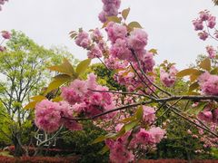 -顾村公园