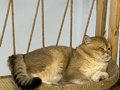 -柴迷FANS CLUB·柴犬狗咖·猫咖