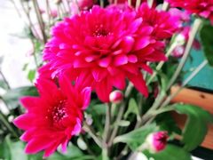 -美尚美鲜花(花情巧意花艺馆)