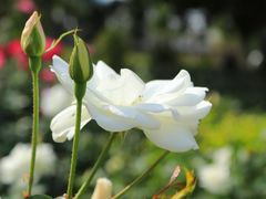 -人民公园(罗湖区)