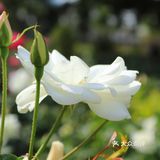 人民公园月季花展