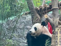 -黔灵山公园
