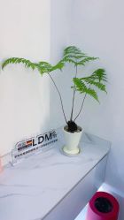 -WENDY·温迪皮肤管理