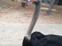 -清迈夜间动物园