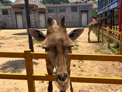 -西霞口神雕山野生动物世界