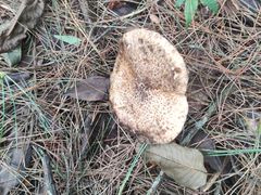 -大浪坝森林公园