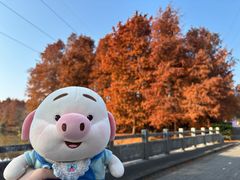 -上海海湾国家森林公园