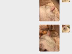 -瑞鹏宠物医院·爱宠堂·骨外专科(西荷分院)