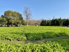 -上海滨江森林公园