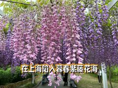 -嘉定紫藤园