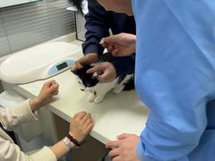 -顺强宠物诊所·狂犬免疫·夜诊·骨科(嘉定店)