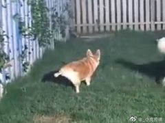 -趣玩宠物乐园寄养训犬训狗游泳池