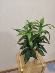 -智美品质医美