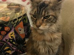 -猫色咖啡·猫咖