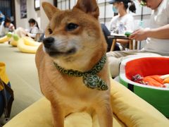 -逗柴咖啡屋·狗咖猫咖宠物桌游