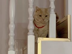 -Bastet sally猫舍购宠(静安店)