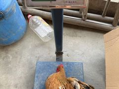 -马陆小张葡萄园农家乐