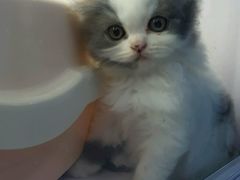 -喵的天空名猫咖啡馆·撸猫·猫舍·用品