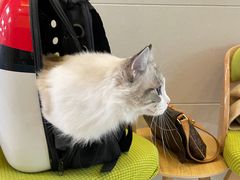 -北京观赏动物医院·24小时大型综合·猫专科·异宠专科