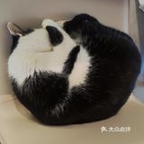 快园偶遇一坨猫