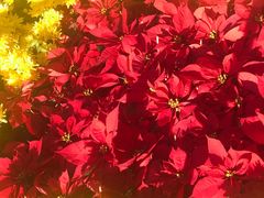 -广州市红十字会医院(总院)