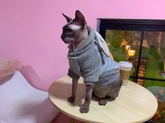 -李小姐の猫咖啡馆(五角场店)