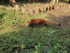 -成都大熊猫繁育研究基地