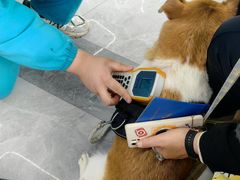 -pd派德宠物中心医院24H急重症·眼科中心·血液透析中心(嵩山北路店)