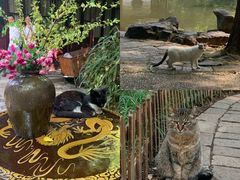 -西园戒幢律寺