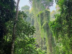 -西双版纳原始森林公园