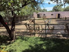 -青藏高原野生动物园