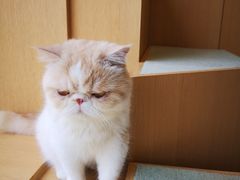 -CAT’S MEWSTAR CAFE·喵星球猫屋(晴湾咖啡店)