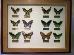 -上海昆虫博物馆