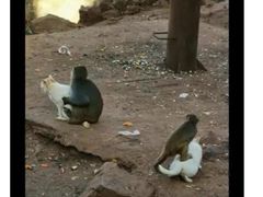 -昆明动物园