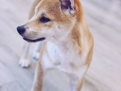 -浣熊柯尔鸭土拨鼠·电玩咖