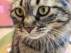 -藏猫猫咖啡主题馆(中央大道店)