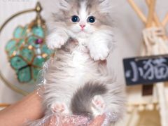 -小猫来了·猫舍(红山六九七九店)