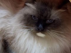 -宠福鑫动物医院(城北分院)