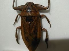 -上海昆虫博物馆