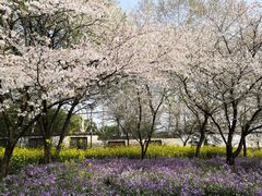 -武汉大学-樱园