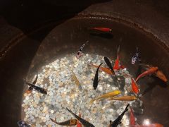-鼎膳常火锅(华阳店)