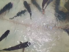 -庆岭迎宾园正宗活鱼馆