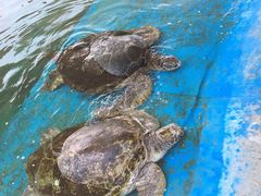 -北戴河圣蓝海洋公园