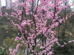 -重庆彩云湖湿地公园