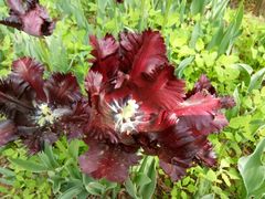 -洛阳郁金香牡丹园