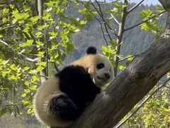 -卧龙中华大熊猫苑神树坪基地