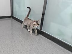 -半岛宠物医院24小时(科华中路店)